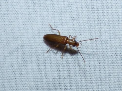 Nacerdes sp.